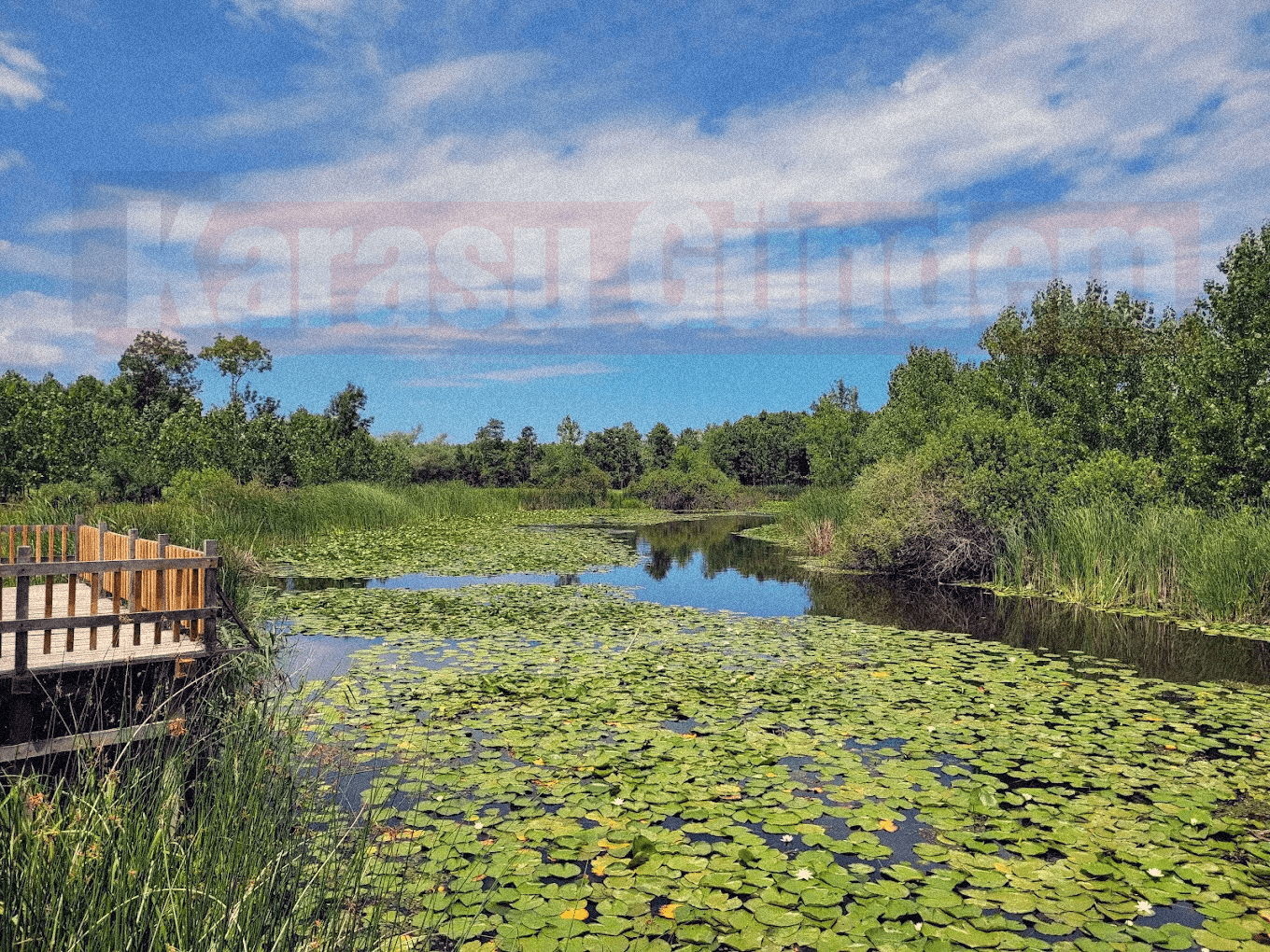 Sakarya Karasu Acarlar Longozu su basar ormanı içindeki ahşap yürüyüş yolu ve yeşil doğa manzarası.