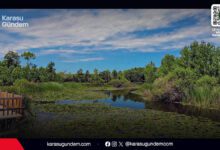 Sakarya Karasu Acarlar Longozu ahşap yürüyüş yolu, nilüfer çiçekleri ve su basar ormanı doğal manzarası.