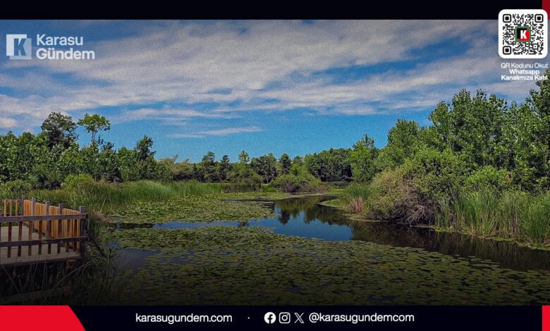 Sakarya Karasu Acarlar Longozu ahşap yürüyüş yolu, nilüfer çiçekleri ve su basar ormanı doğal manzarası.