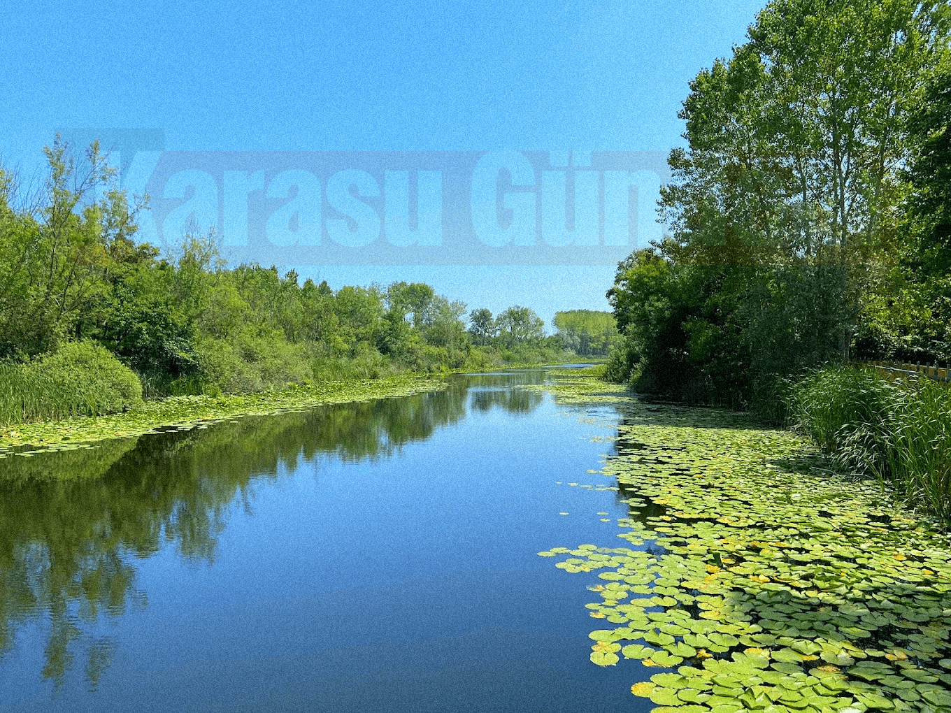 Acarlar Longozu'nun su yüzeyinde açan meşhur beyaz nilüfer çiçekleri ve orman yansımaları.