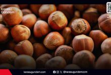 Karasu serbest piyasa fındık fiyatları 210-215 TL seviyesine geriledi, artan maliyetler üreticiyi düşündürüyor.