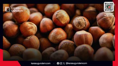 Karasu serbest piyasa fındık fiyatları 210-215 TL seviyesine geriledi, artan maliyetler üreticiyi düşündürüyor.