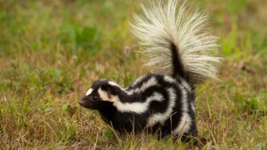 image b3d3ed38 cace 49e1 a2a3 cc64dbf55e39