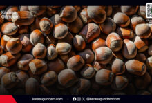 27 Mart 2026 Sakarya Karasu serbest piyasa güncel kabuklu fındık fiyatları ve üretici detayları