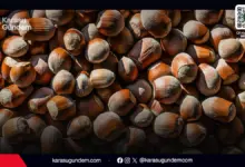 27 Mart 2026 Sakarya Karasu serbest piyasa güncel kabuklu fındık fiyatları ve üretici detayları