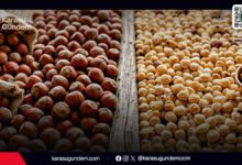 Sakarya Karasu fındık hasadı, patoz işlemi ve çuvallanmış kaliteli kabuklu fındıklar.