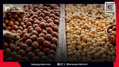 Sakarya Karasu fındık hasadı, patoz işlemi ve çuvallanmış kaliteli kabuklu fındıklar.